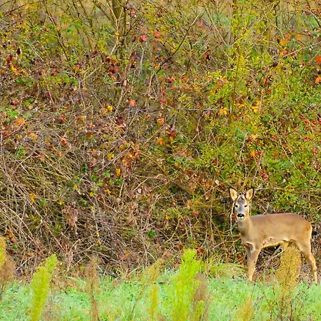 Dimora Gentile Gæstehus Castiglione del Lago
