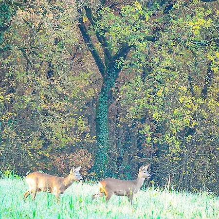 Dimora Gentile Gæstehus 3*