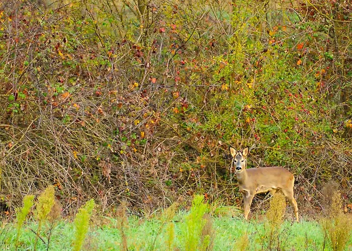 Dimora Gentile Gæstehus Castiglione del Lago